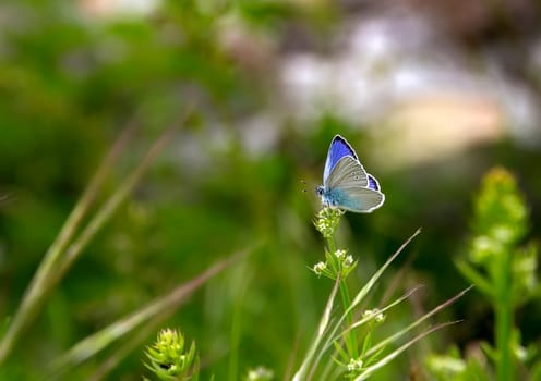 beautiful blue butterfly on a flower in the garden, blurred background