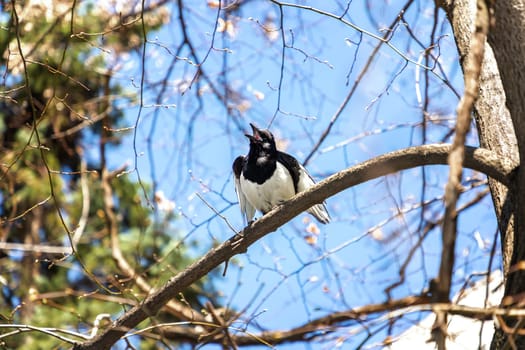 Common magpie perched and singing on a tree branch 