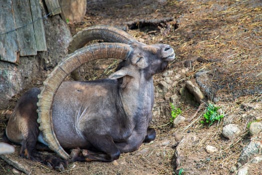 Alpine ibex mountain goat with big horns - standing to sunbathe