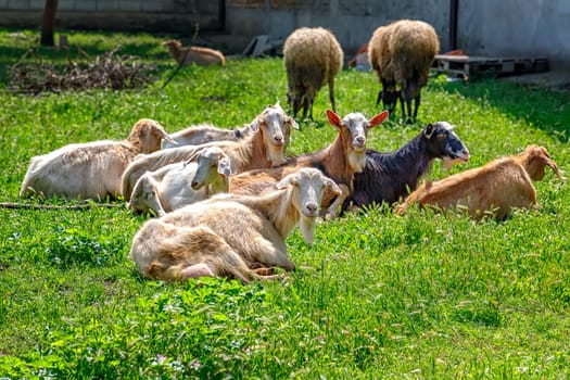 ? goats on a farm on the green grass. Goats in garden