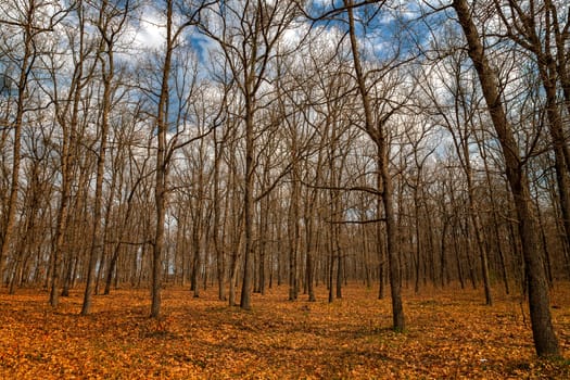 Autumn forest with trees without leaves, and colorful foliage