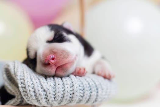 Newborn puppy sleeping on grey knitted fabric. New life and pet care concept with space for text for design and print.