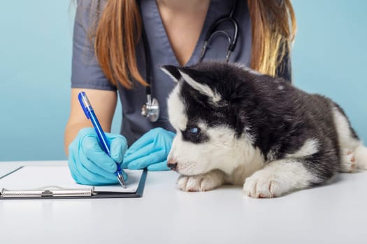 Puppy being examined by veterinarian with stethoscope. Animal healthcare concept. Studio shot with turquoise background. Design for educational material, banner, flyer.