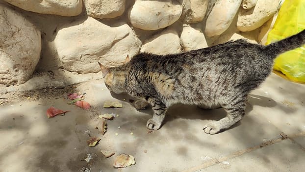 cat walking in the yard street, animal, pets. High quality photo