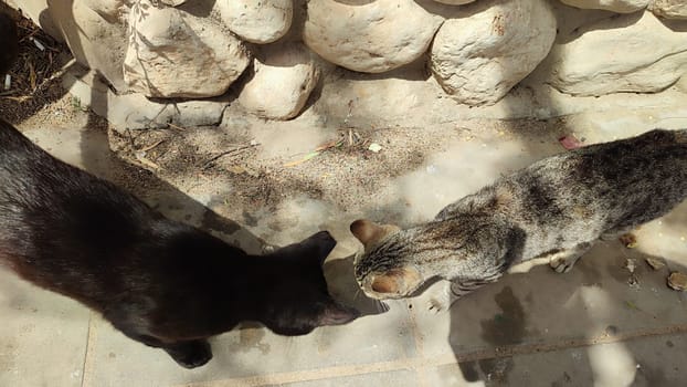 cat walking in the yard street, animal, pets. High quality photo