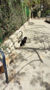 cat walking in the yard street, animal, pets. High quality photo