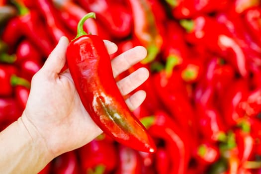 Hand holding large red bell pepper over a blur of peppers. Fresh produce concept with copy space for design and print.