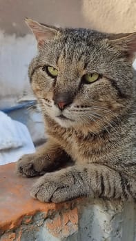 cat walking in the yard street, animal, pets. High quality photo