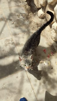 cat walking in the yard street, animal, pets. High quality photo