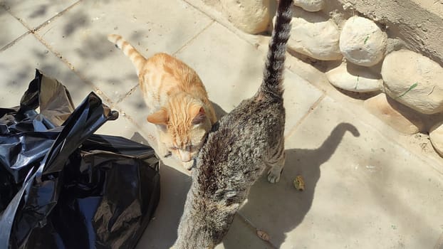 cat walking in the yard street, animal, pets. High quality photo