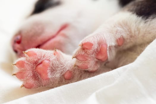Close-up of dog paws. High detail macro photography. Pet care and grooming concept. Design for educational content, banner, poster.