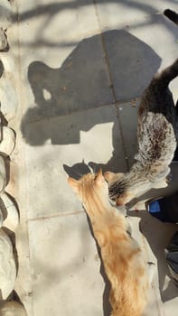 cat walking in the yard street, animal, pets. High quality photo