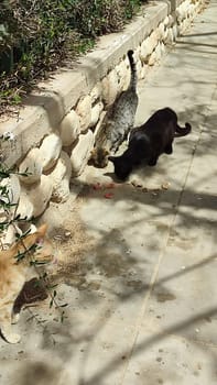 cat walking in the yard street, animal, pets. High quality photo