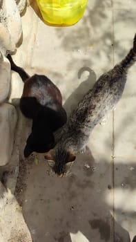 cat walking in the yard street, animal, pets. High quality photo