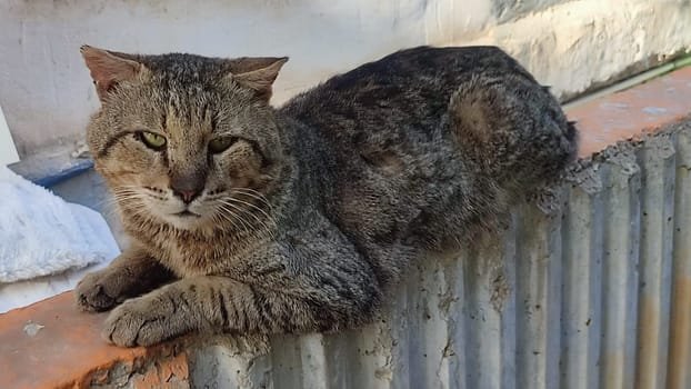 cat walking in the yard street, animal, pets. High quality photo