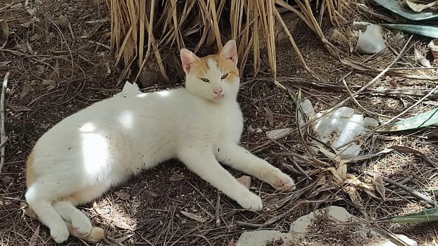 White ginger cat walking in the yard street, animal, pets. High quality photo
