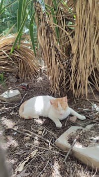 White ginger cat walking in the yard street, animal, pets. High quality photo