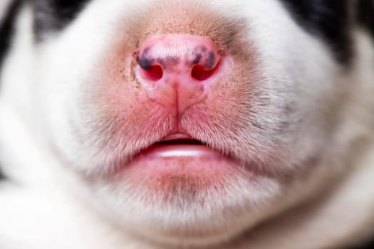 Close-up of a dog's nose. Macro shot with detail texture. Animal features and senses concept. Design for educational material, poster, wallpaper.