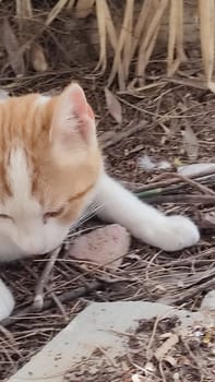 White ginger cat walking in the yard street, animal, pets. High quality photo
