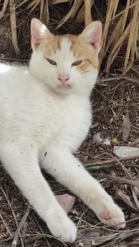 White ginger cat walking in the yard street, animal, pets. High quality photo