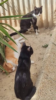 White ginger black cats walking in the yard street, animal, pets. High quality photo