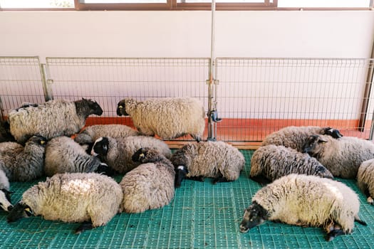 Flock of fluffy sheep sleeps on the floor in a pen with their heads on their front paws. High quality photo