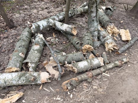 old broken logs lie in the forest