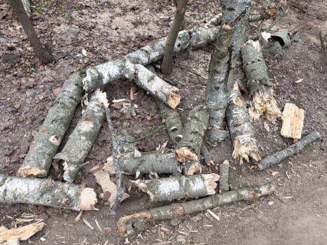 old broken logs lie in the forest