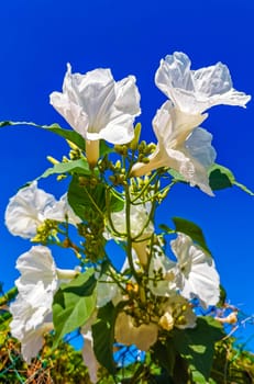 White tropical exotic flowers and flowering outdoor bees insects insect love it in Zicatela Puerto Escondido Oaxaca Mexico.