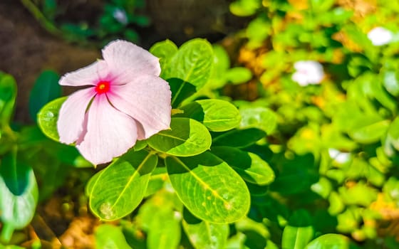 Pink red and purple flower flowers and plants plant in tropical garden jungle forest and nature in Zicatela Puerto Escondido Oaxaca Mexico.