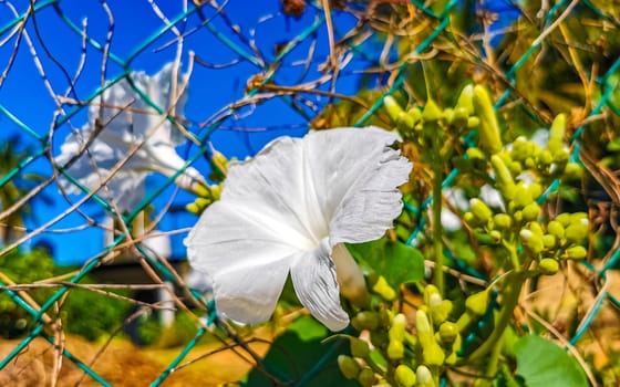 White tropical exotic flowers and flowering outdoor in Zicatela Puerto Escondido Oaxaca Mexico.