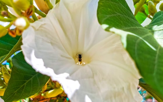 White tropical exotic flowers and flowering outdoor bees insects insect love it in Zicatela Puerto Escondido Oaxaca Mexico.