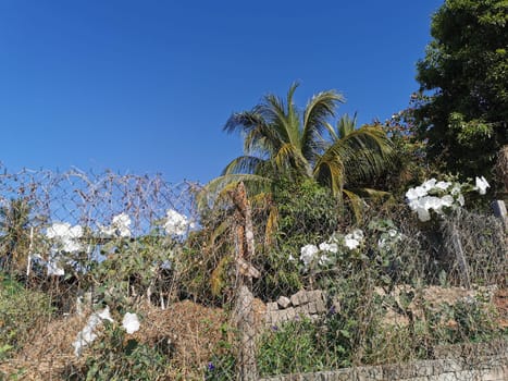 White tropical exotic flowers and flowering outdoor in Zicatela Puerto Escondido Oaxaca Mexico.
