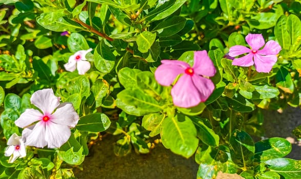 Pink red and purple flower flowers and plants plant in tropical garden jungle forest and nature in Zicatela Puerto Escondido Oaxaca Mexico.