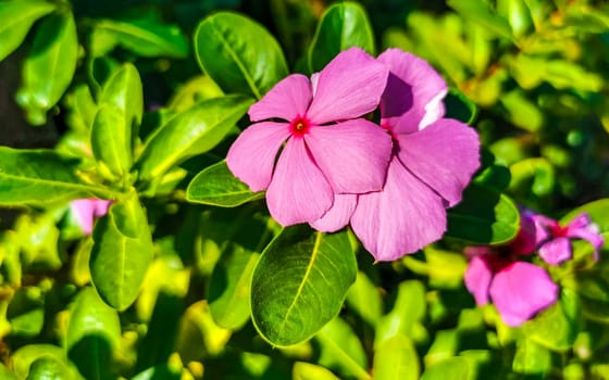 Pink red and purple flower flowers and plants plant in tropical garden jungle forest and nature in Zicatela Puerto Escondido Oaxaca Mexico.