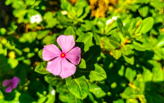 Pink red and purple flower flowers and plants plant in tropical garden jungle forest and nature in Zicatela Puerto Escondido Oaxaca Mexico.