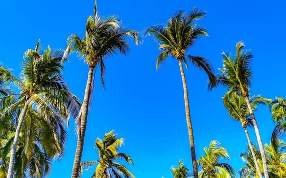 Tropical natural mexican palms palm tree coconut trees leafs coconuts and blue sky background in Zicatela Puerto Escondido Oaxaca Mexico.
