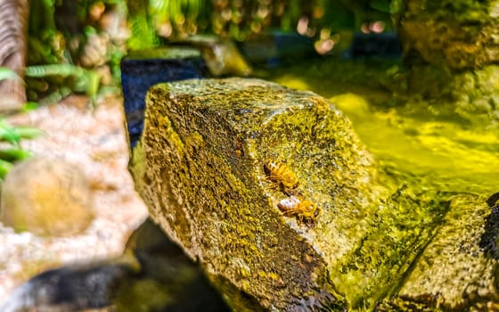 Small bees at the green fountain stones rocks in Zicatela Puerto Escondido Oaxaca Mexico.