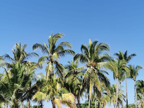 Tropical natural mexican palms palm tree coconut trees leafs coconuts and blue sky background in Zicatela Puerto Escondido Oaxaca Mexico.