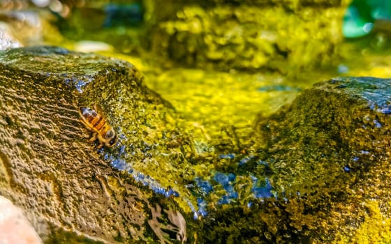 Small bees at the green fountain stones rocks in Zicatela Puerto Escondido Oaxaca Mexico.