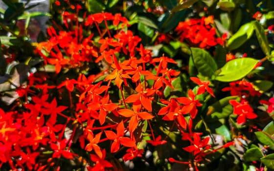 Red orange and yellow pink flower flowers and plants plant in tropical garden jungle forest and nature in Zicatela Puerto Escondido Oaxaca Mexico.