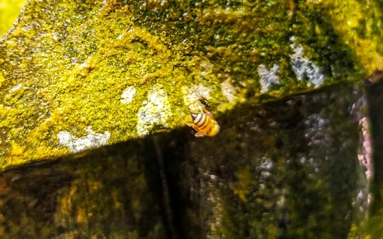 Small bees at the green fountain stones rocks in Zicatela Puerto Escondido Oaxaca Mexico.