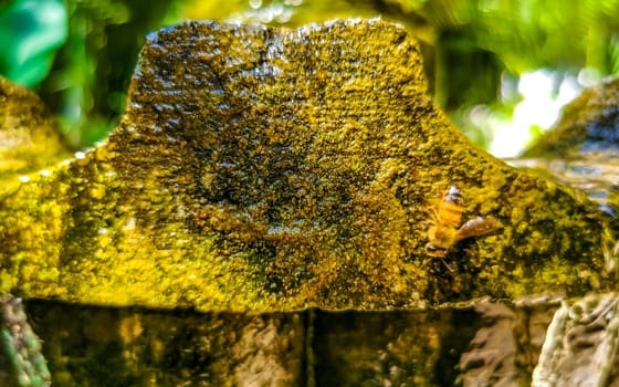 Small bees at the green fountain stones rocks in Zicatela Puerto Escondido Oaxaca Mexico.