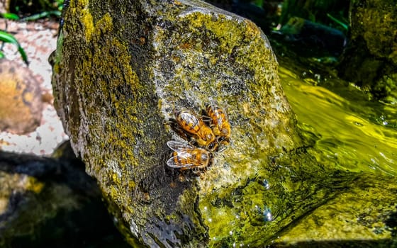 Small bees at the green fountain stones rocks in Zicatela Puerto Escondido Oaxaca Mexico.