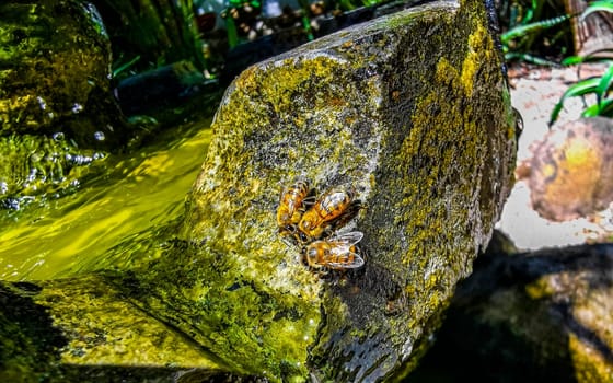 Small bees at the green fountain stones rocks in Zicatela Puerto Escondido Oaxaca Mexico.