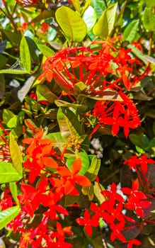 Red orange and yellow pink flower flowers and plants plant in tropical garden jungle forest and nature in Zicatela Puerto Escondido Oaxaca Mexico.