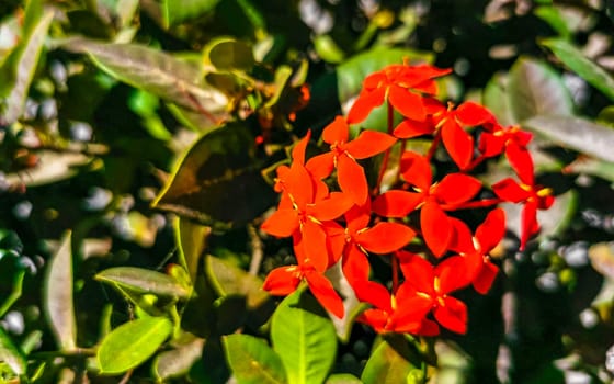 Red orange and yellow pink flower flowers and plants plant in tropical garden jungle forest and nature in Zicatela Puerto Escondido Oaxaca Mexico.