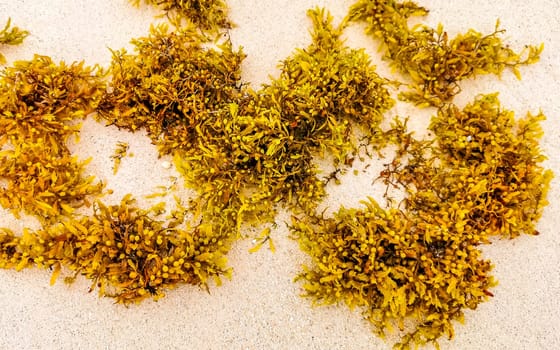 Yellow red orange seaweed seagrass sargazo at tropical mexican beach in Playa del Carmen Mexico.