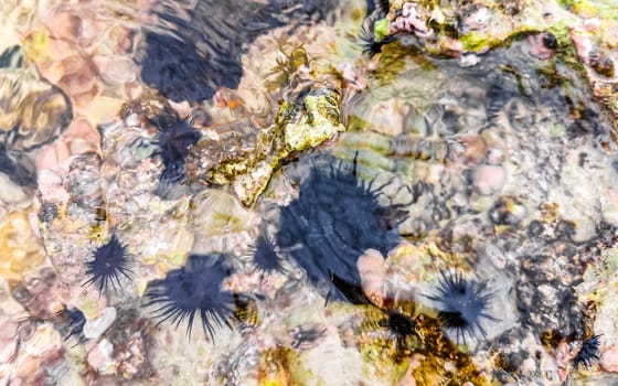 Long spined sea urchin urchins tones rocks and corals in turquoise green and blue water on the Caribbean beach in Playa del Carmen Quintana Roo Mexico.