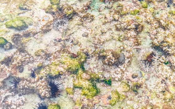 Long spined sea urchin urchins tones rocks and corals in turquoise green and blue water on the Caribbean beach in Playa del Carmen Quintana Roo Mexico.